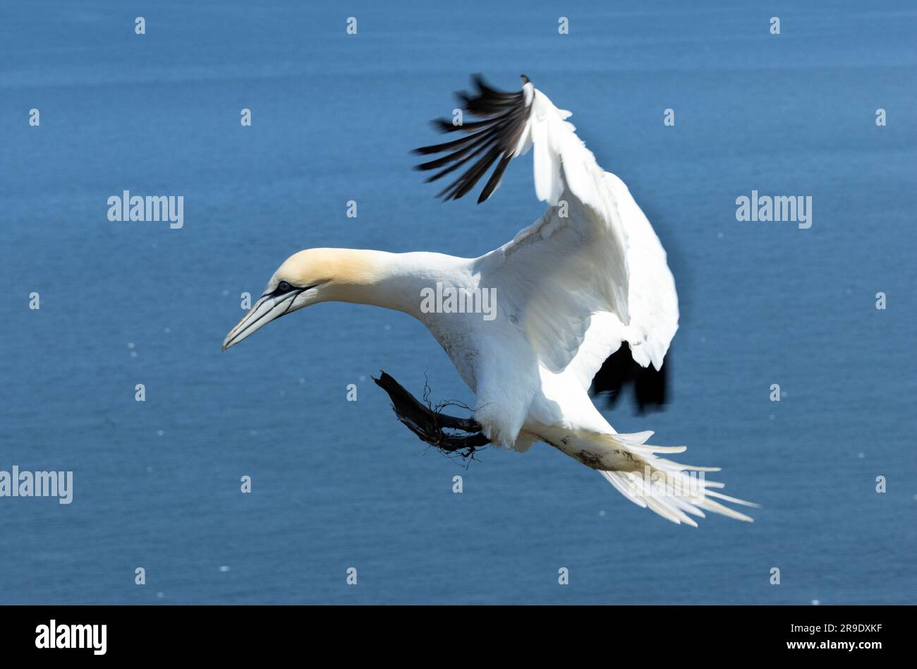 Ein Gannet nähert sich den Klippen von Bempton, um Gras für die Nestauskleidung zu sammeln. Es nähert sich dem Wind und nutzt Füße und gespreizten Schwanz, um zu helfen Stockfoto