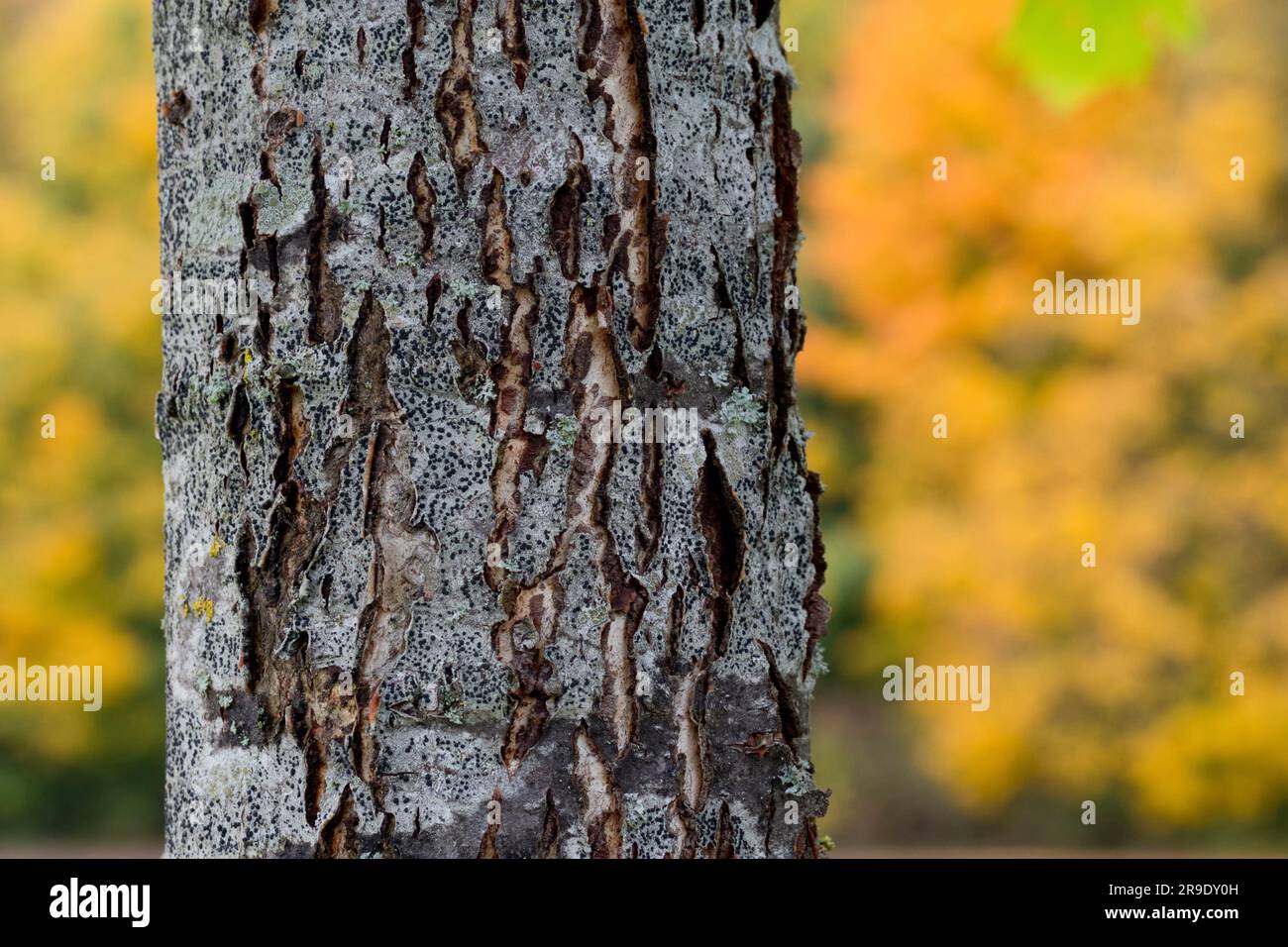 Wild Service Tree, Chequers Tree, Checkers Tree (Sorbus torminalis). Nahaufnahme der Rinde. Deutschland Stockfoto