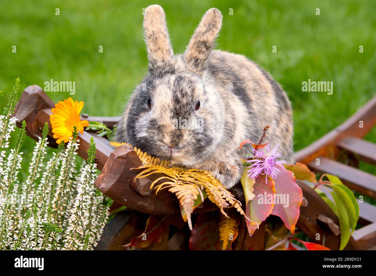 Hauskaninchen. Dreifarbige Zwergkaninchen im Herbstdekor Stockfoto