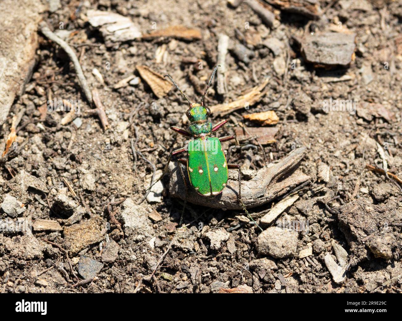 Der Green Tiger Beetle ist im Sommer auf Heiden und Moorland üblich. Sie sind schnell schillernde Raubtiere anderer wirbelloser Tiere. Das Essen ist ein M Stockfoto