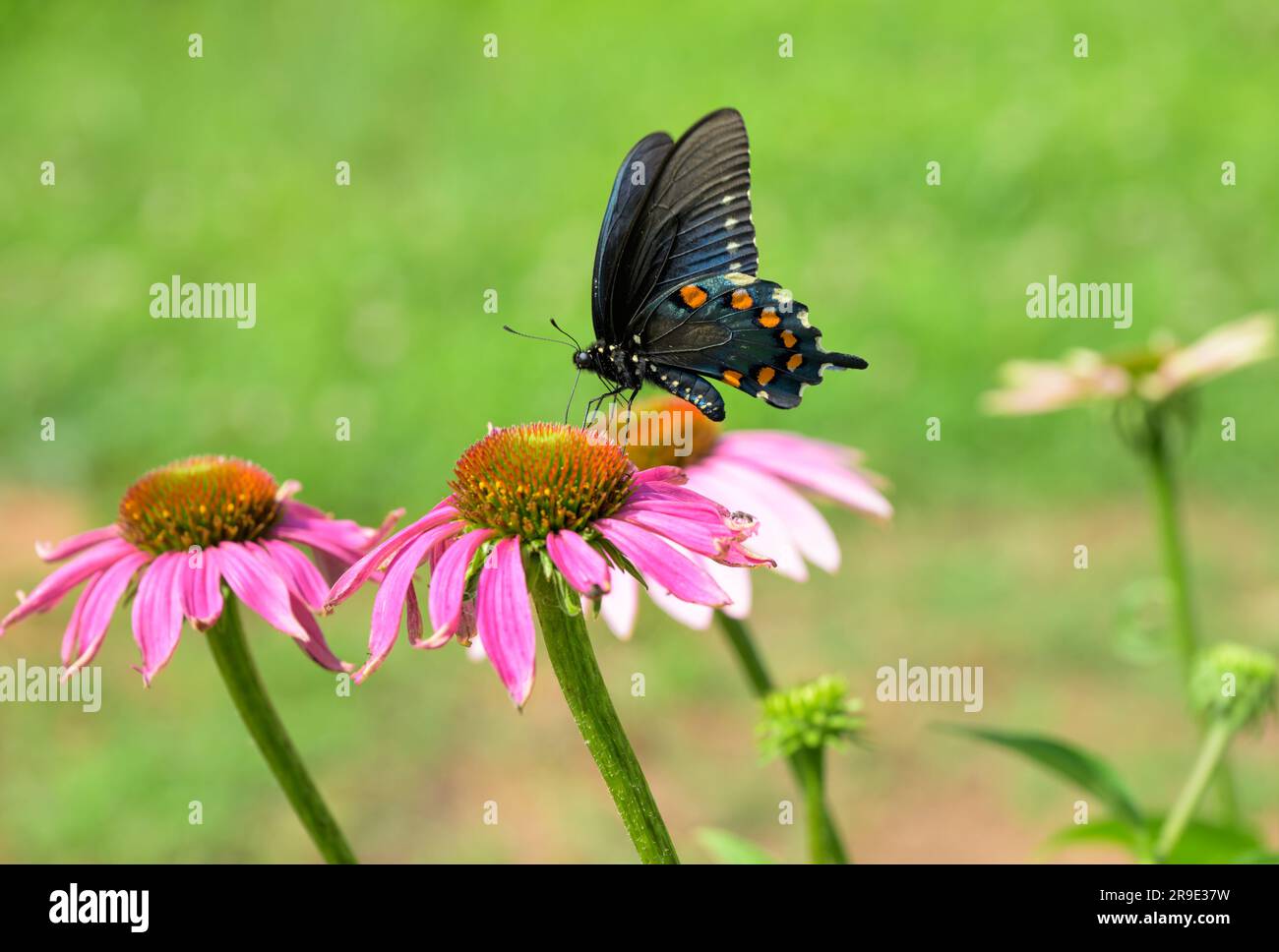 Pipevine Swallowtail Butterfly ernährt sich im Frühling von einem lila Coneflowers Stockfoto