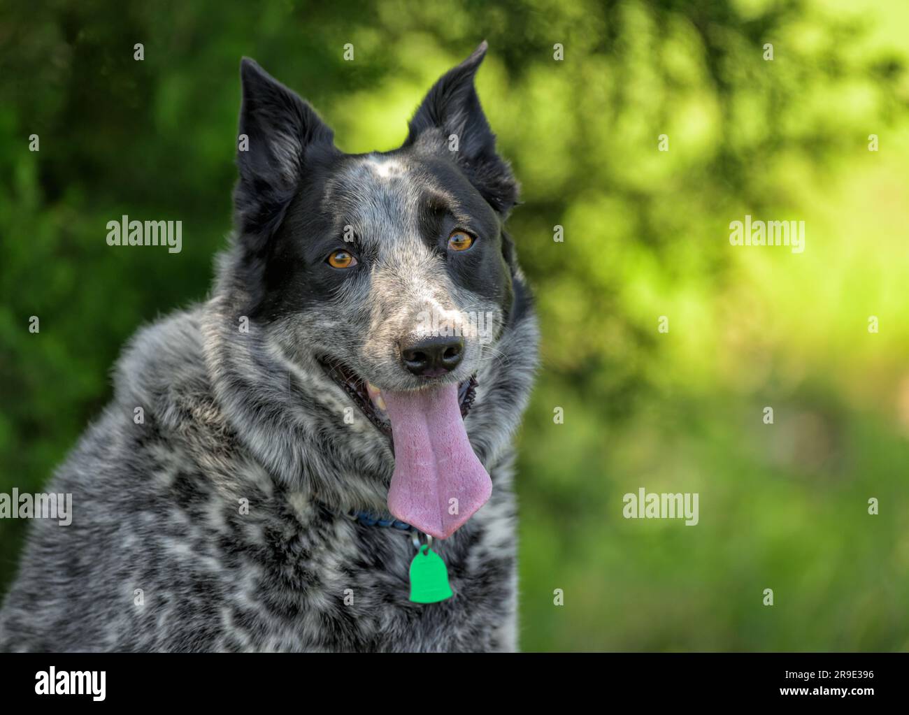 Schwarz-weißer Texas Heeler-Hund, der auf den Zuschauer blickt, mit tiefem Frühlingsgrün als Hintergrund Stockfoto