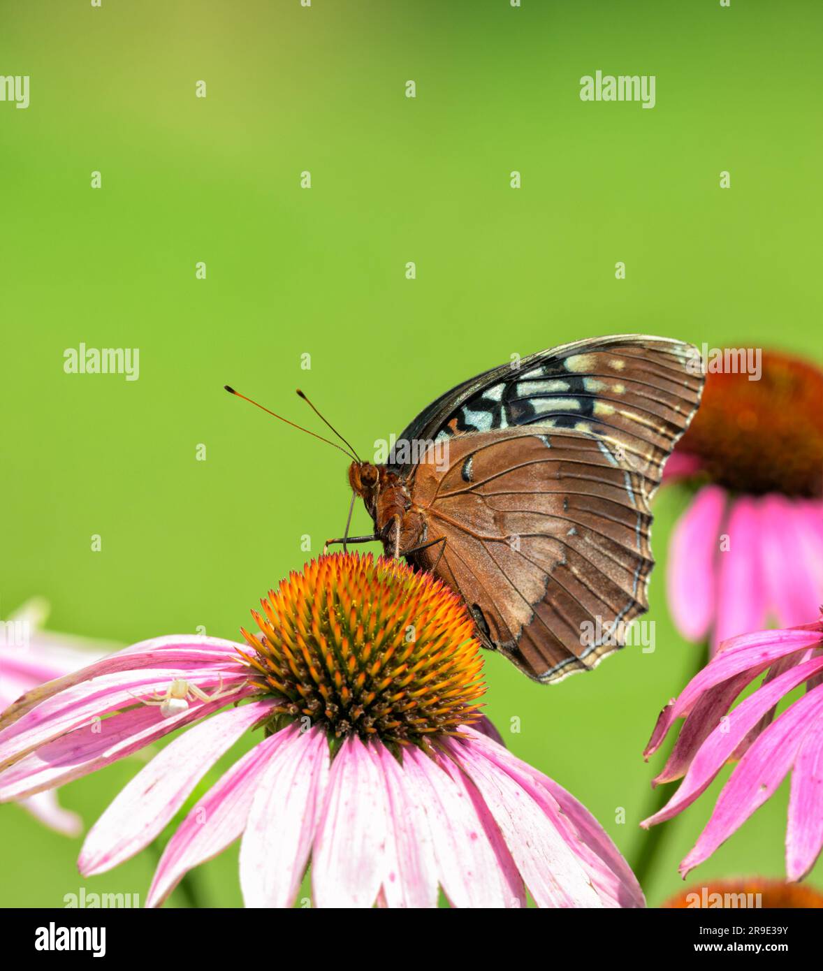 Ventraler Blick auf eine seltene weibliche Diana Fritillary, die im Frühsommer einen Purple Coneflower füttert Stockfoto