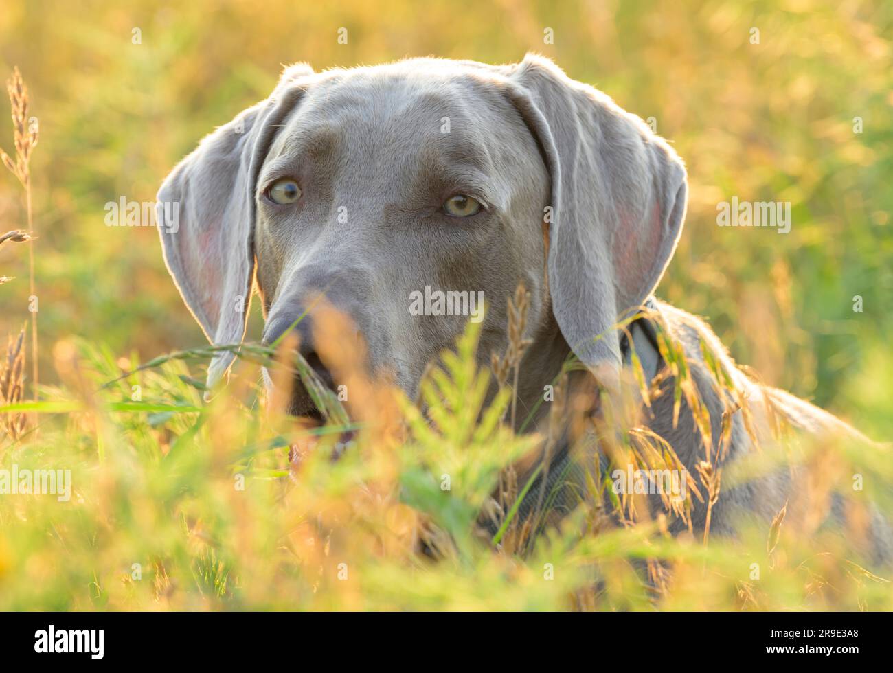 Hübscher Weimaraner-Hund, der über hohes Gras blickt und im Sommer von der goldenen Abendsonne beleuchtet wird Stockfoto