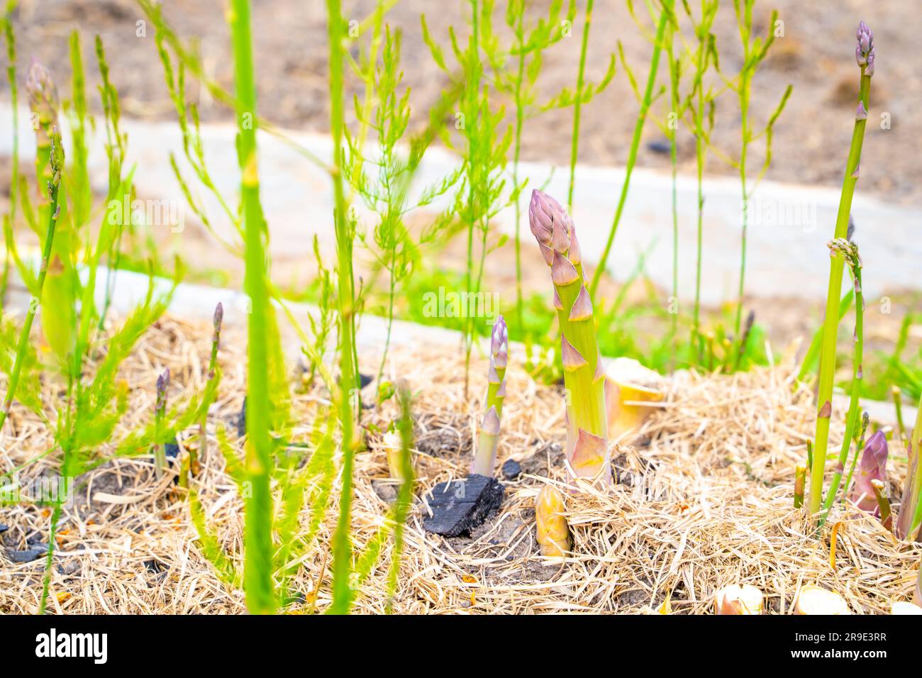 Essbare Spargelstangen wachsen im Gartenbett aus der Nahaufnahme Stockfoto