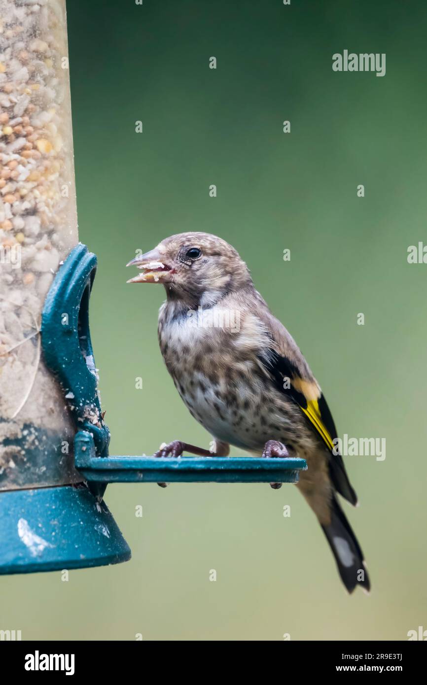 Junger Goldfink, Carduelis carduelis, auf einer Vogelzucht. Stockfoto