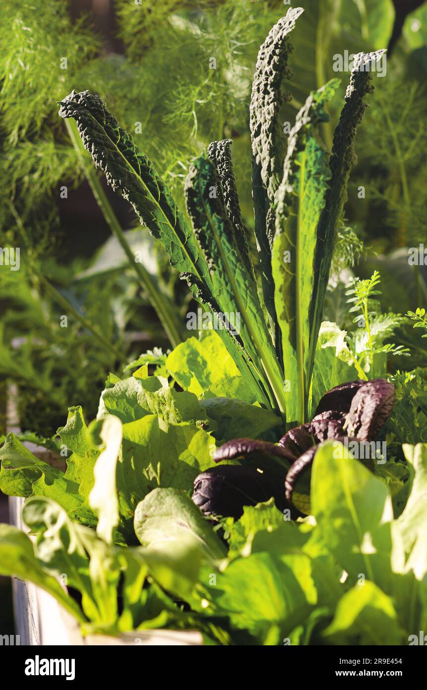 Gemüse, das in einem städtischen Gemüsegarten wächst. Stockfoto
