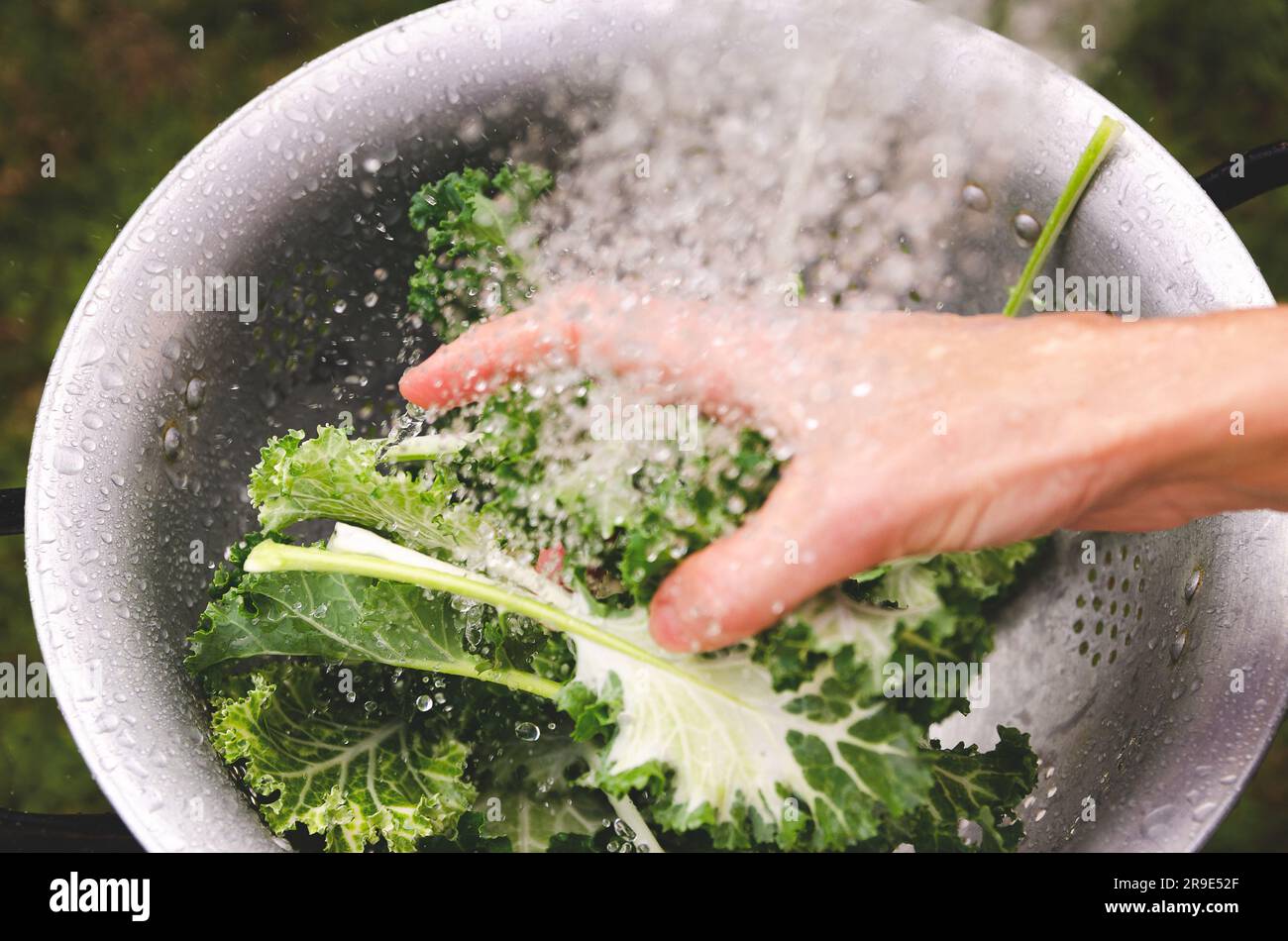 Eine Hand wäscht weiße und grüne Grünkohl-Blätter in einem Sieb. Stockfoto