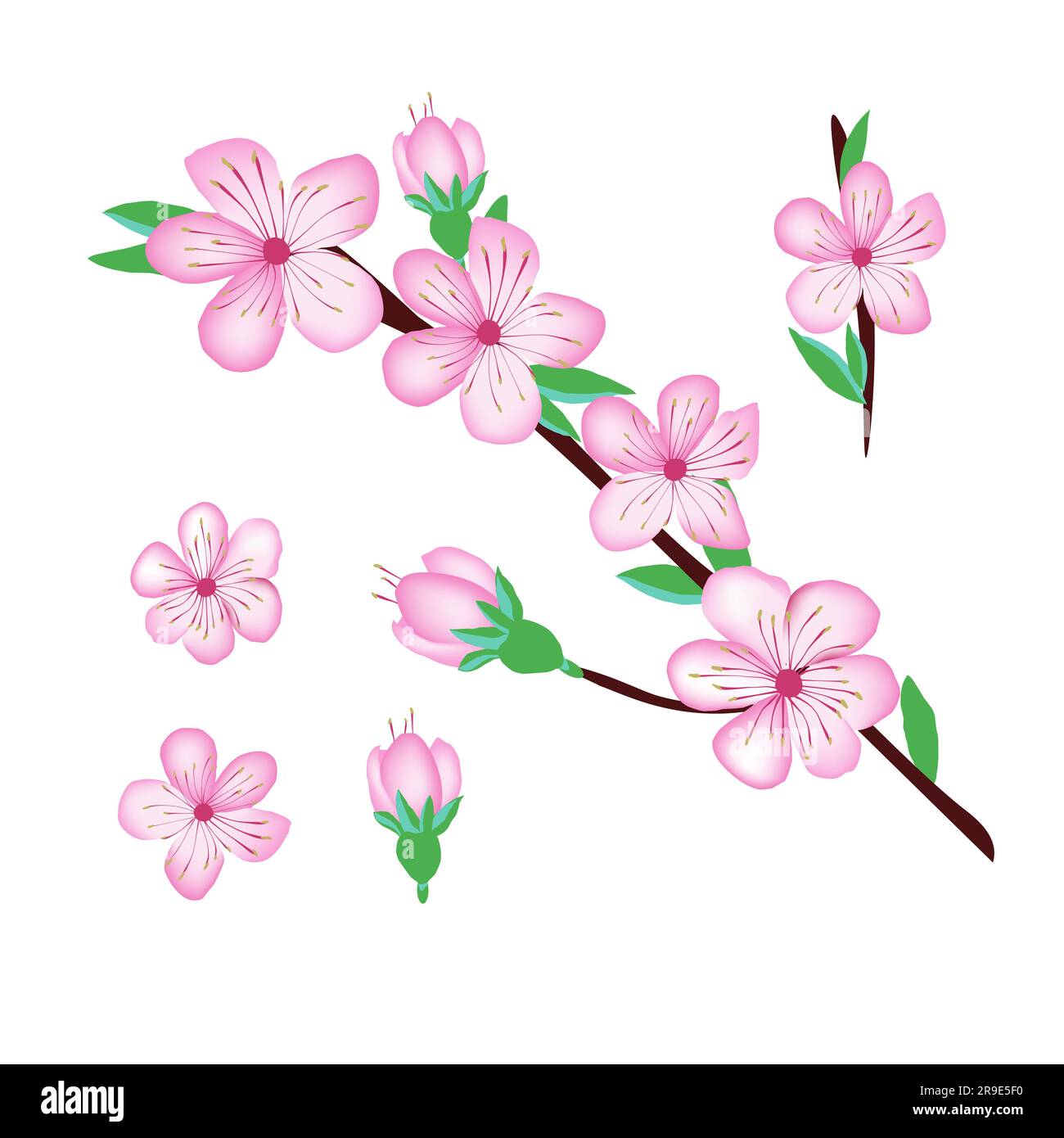 Rosa Sakura-Blüte, Kirschblüte als Duftmotiv Stock Vektor