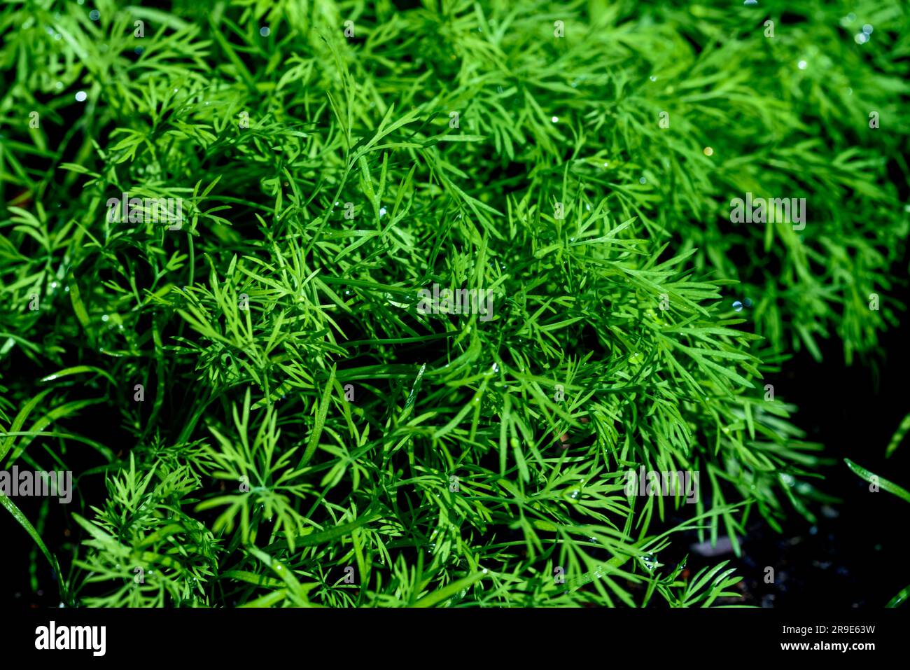 Dill. Kräuter im Frühling. Dill (Anethum graveolens) ist ein jährliches Kraut in der Selleriegruppe Apiaceae. Stockfoto