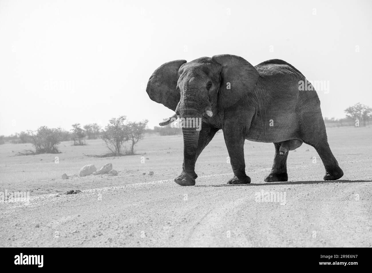 Beeindruckender männlicher afrikanischer Elefant (Loxodonta), der eine unbefestigte Straße in der Nähe des Olifantsrus Wasserlochs überquert, und die Tierwelt im Etosha-Nationalpark, Namibia Stockfoto