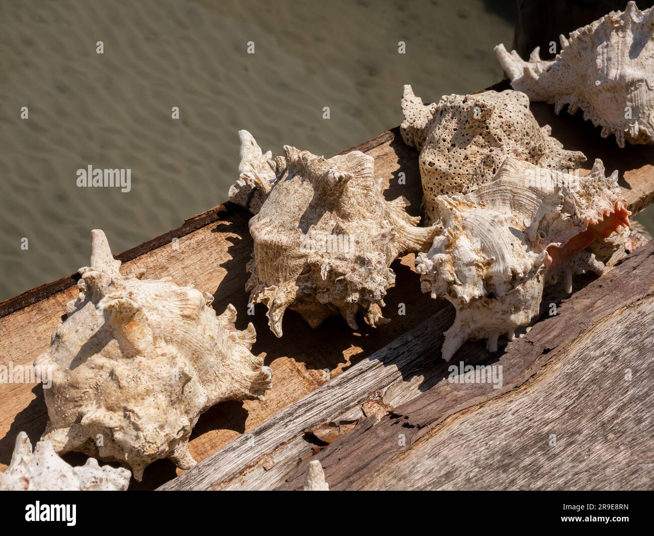 Wunderschöne weiße, riesige Murex-Muscheln, die in der Sonne auf Holzbrettern des Fischerhauses an der Küste auf dem flachen Meereshintergrund trocknen. Stockfoto