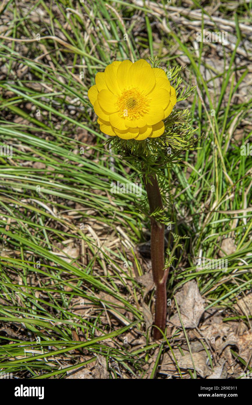 Leuchtend, gelb, sanft, Blume Adonis Spring oder Goritsvet, Oder Goritsvet-Frühling Stockfoto
