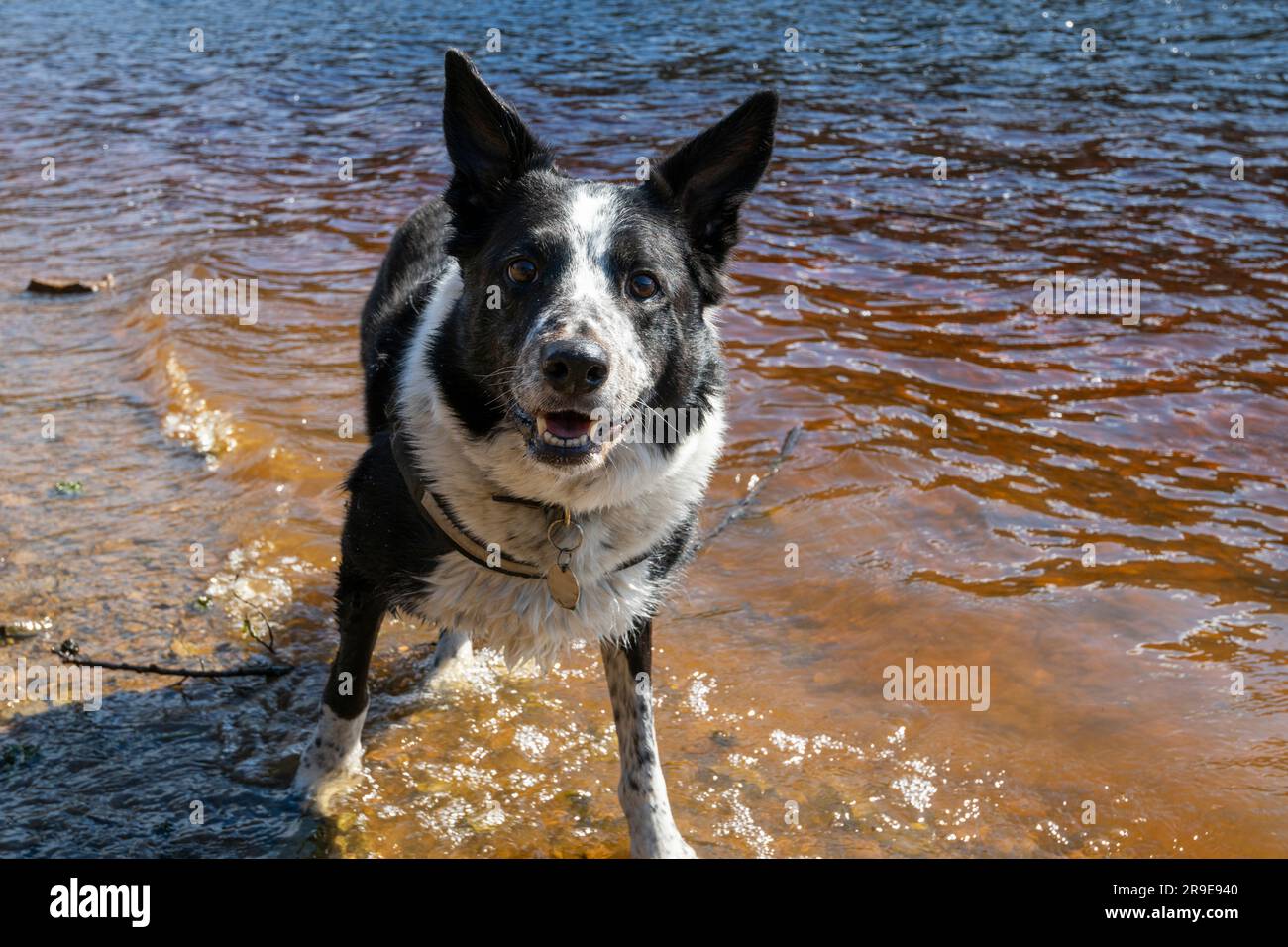 Eine schwarz-weiße Collie, die Spaß im Wasser eines Sees in der Frühlingssonne genießt Stockfoto