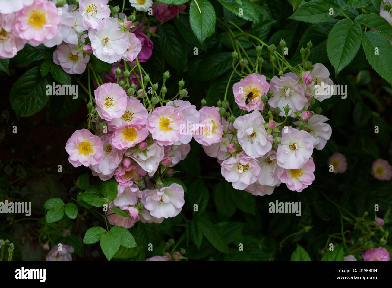 Blassrosa einzelne Sommerblumen mit weicher Rose, Rosa Blush, der im britischen Garten im Juni an einer Ziegelwand wächst Stockfoto