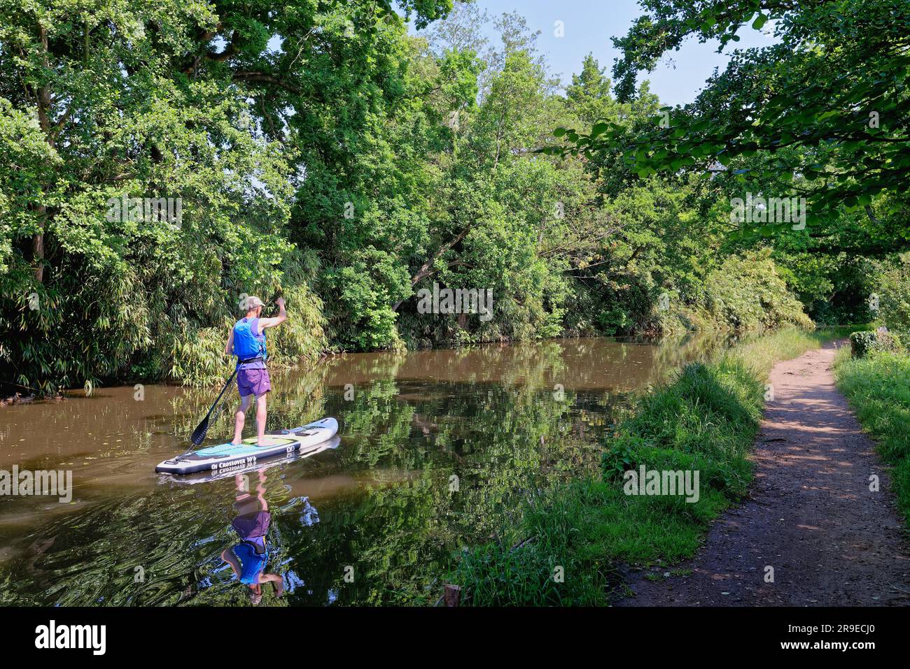 Ein Mann mittleren Alters paddelt an einem ruhigen, sonnigen Sommertag in Surrey England Stockfoto