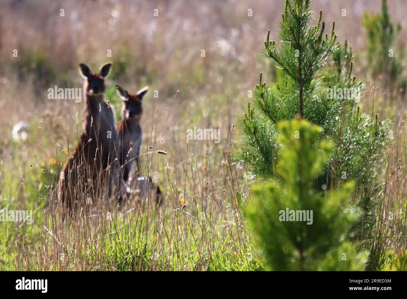 Kangaroo Island - Australien Stockfoto