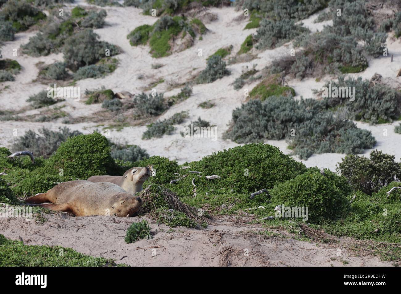 Kangaroo Island - Australien Stockfoto