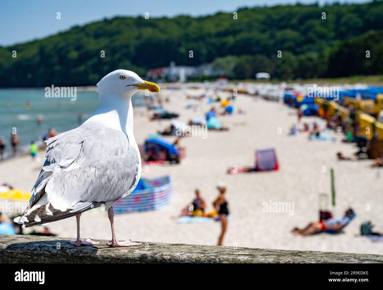 Binz, Deutschland. 26. Juni 2023. Eine Möwe sitzt bei sonnigem Wetter am Strand der Insel Rügen auf einem Geländer. Der deutsche Wetterdienst warnt Montagnachmittag vor der Gefahr heftiger Gewitter an der Küste des Bezirks Vorpommern-Rügen und im Bezirk Mecklenburgische Seenplatte. Es besteht die Gefahr von Gewittern der Stufe drei von vier, sagte der deutsche Wetterdienst. Kredit: Stefan Sauer/dpa/Alamy Live News Stockfoto