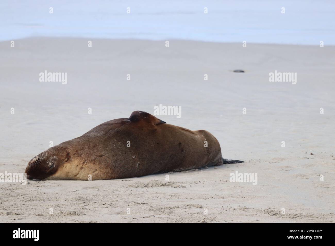Kangaroo Island - Australien Stockfoto