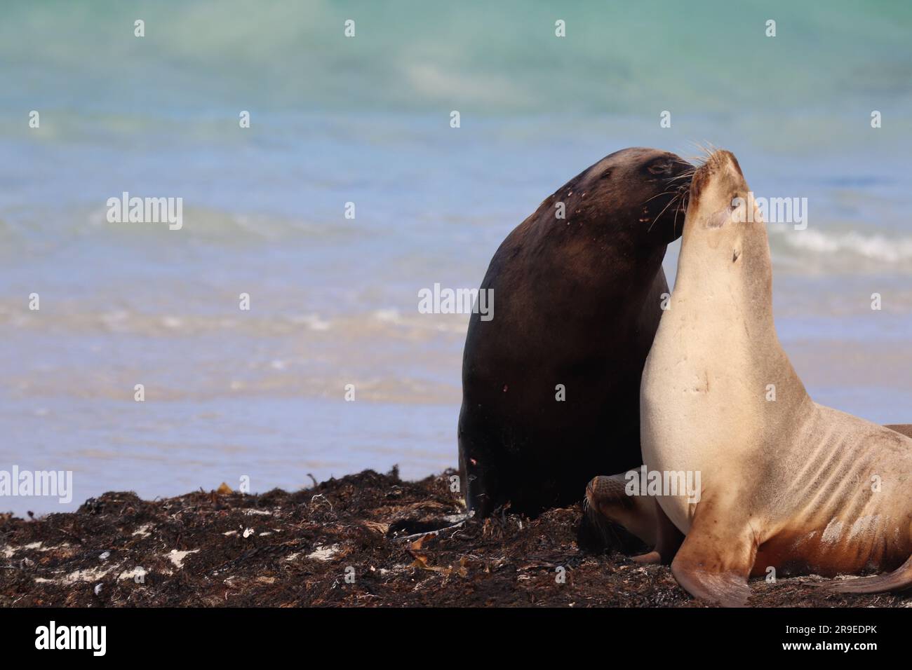 Kangaroo Island - Australien Stockfoto