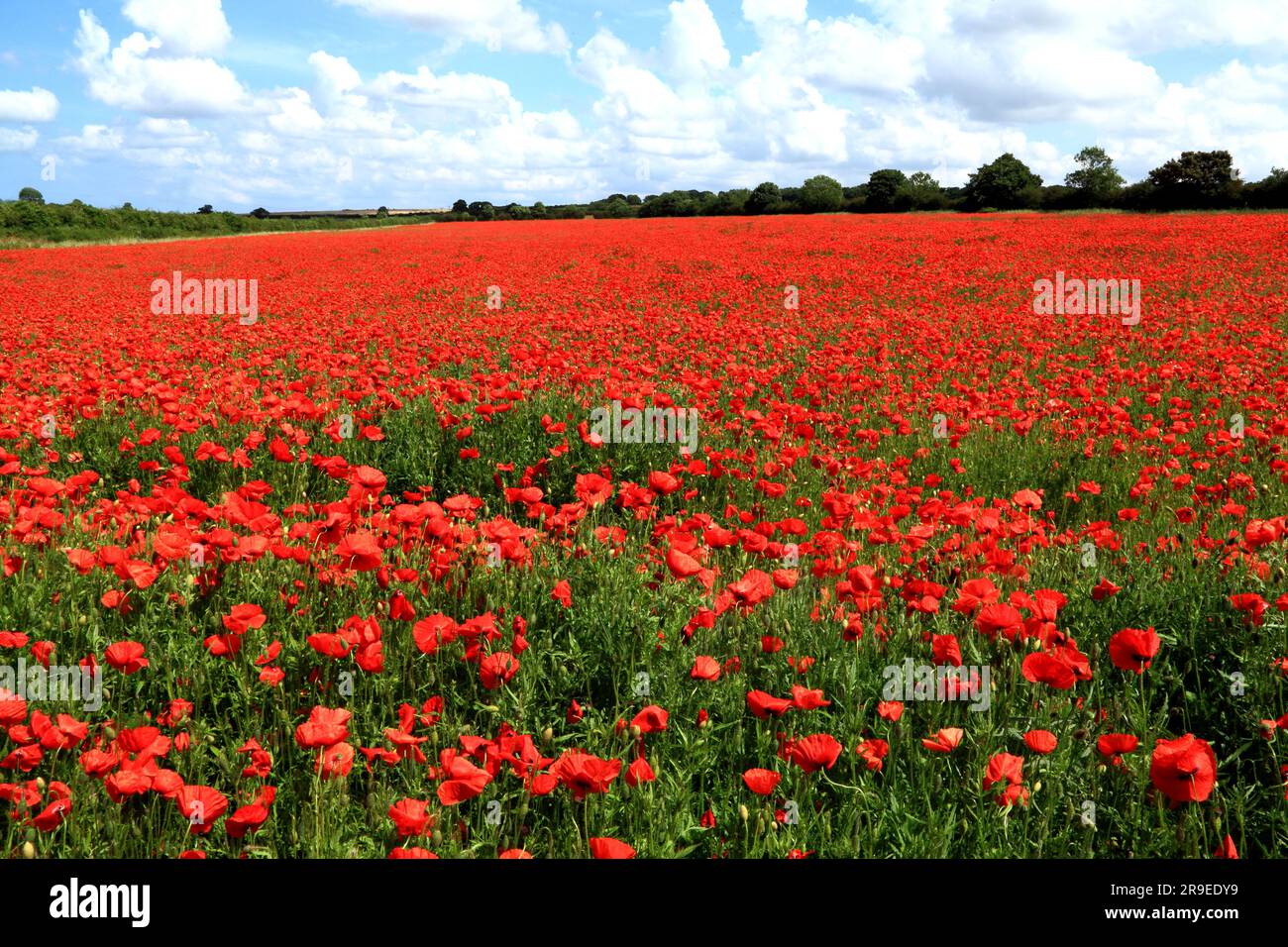 Mohn im Feld, Maispoppy, Papaver Rhoeas, Ringstead, Norfolk, England, Großbritannien Stockfoto