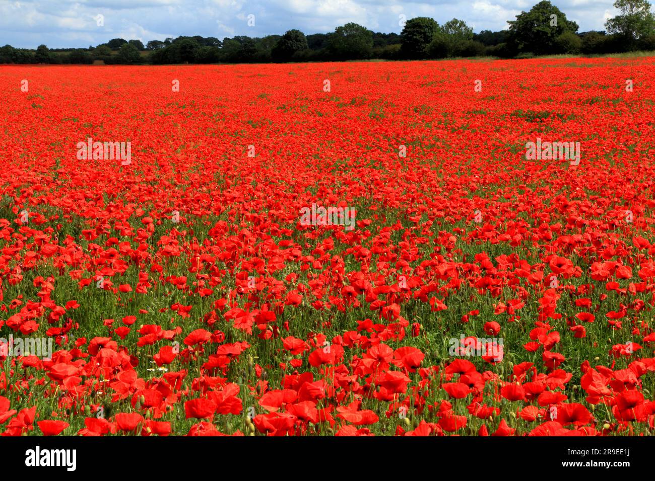 Mohn im Feld, Maispoppy, Papaver Rhoeas, Ringstead, Norfolk, England, Großbritannien Stockfoto