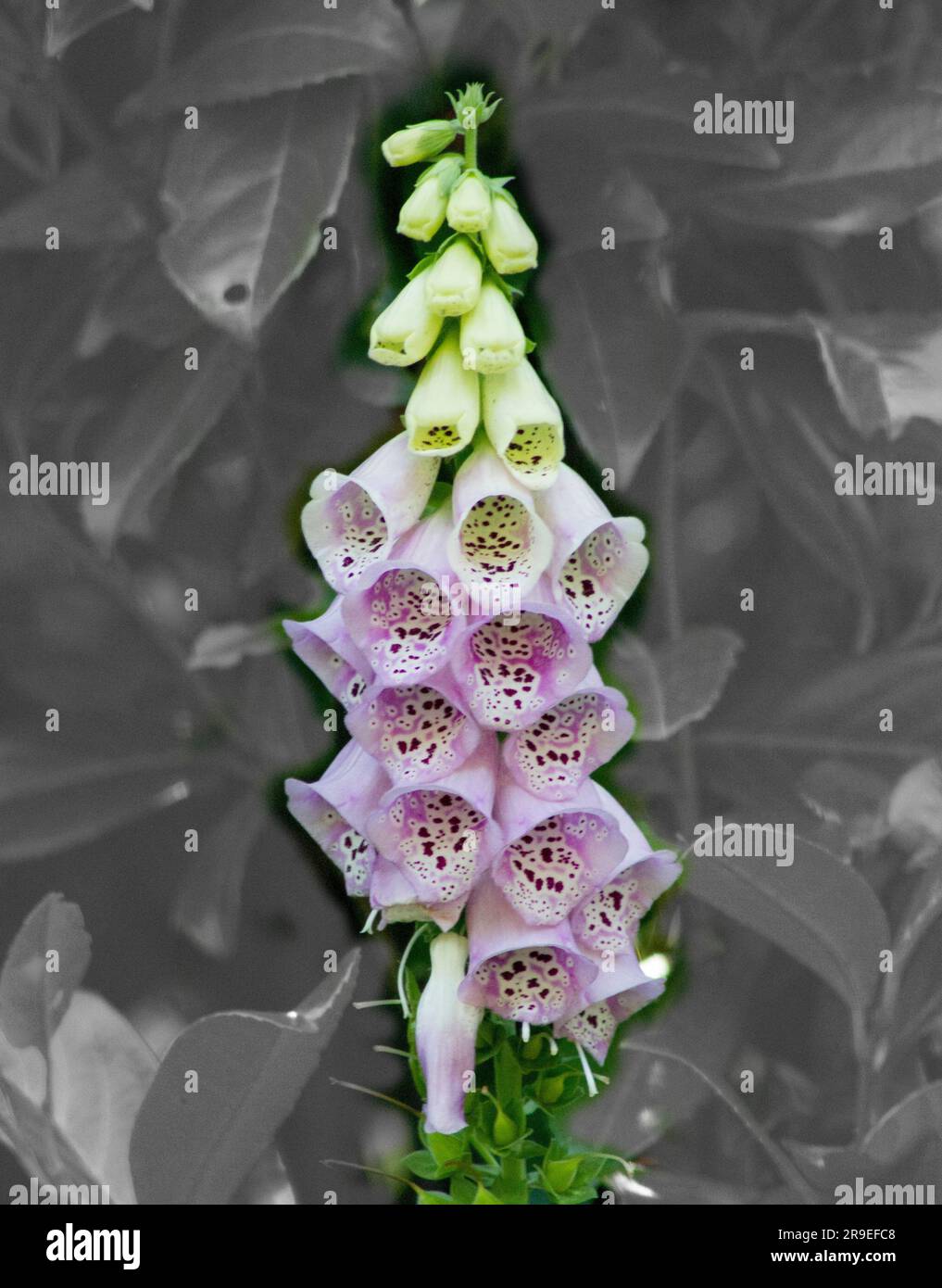 Nahaufnahme einer gewöhnlichen Fuchshandschuhblume in Blüte Stockfoto