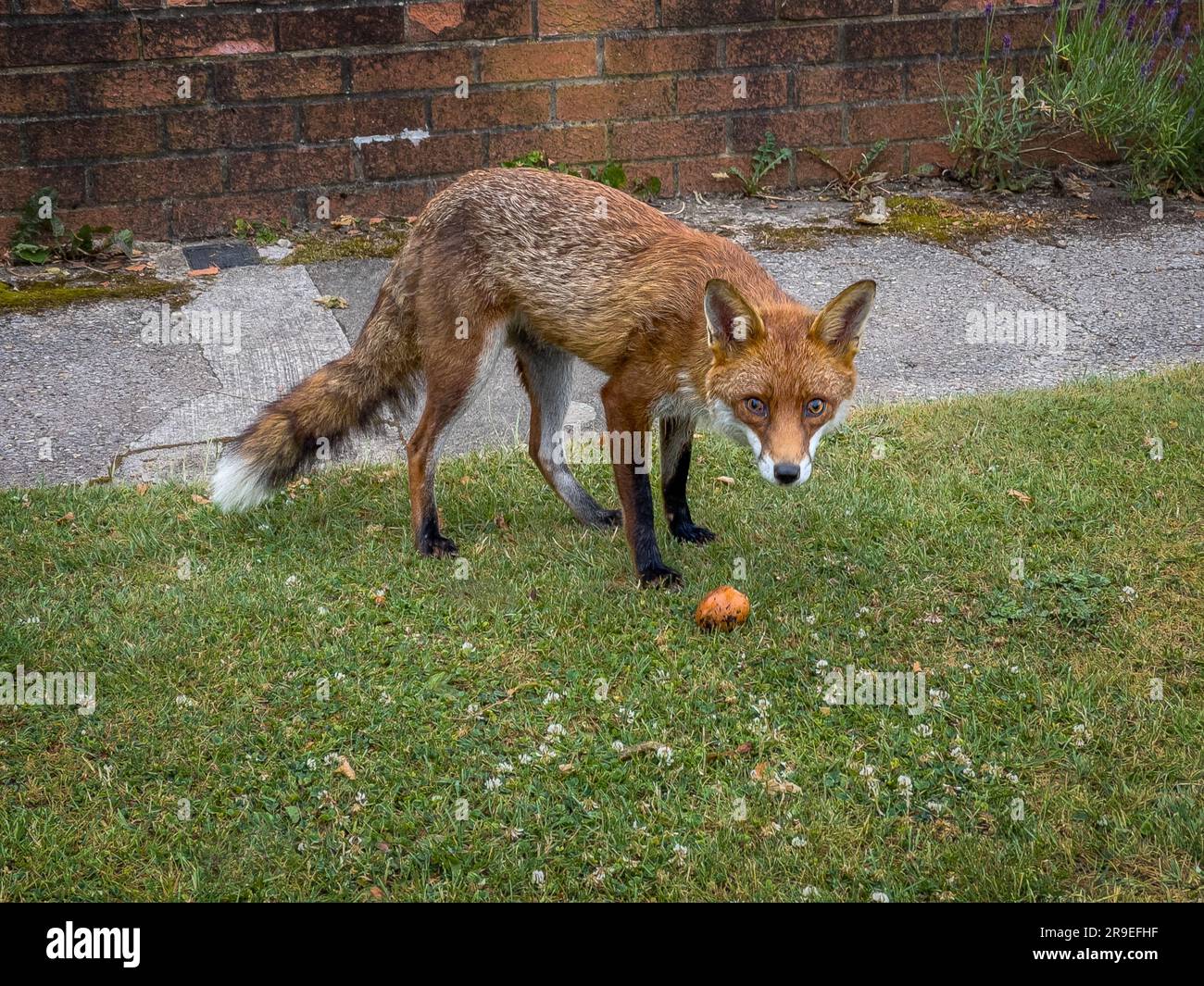Ein Stadtfuchs, der über einem faulen Apfel in einer britischen Straße steht. Stockfoto