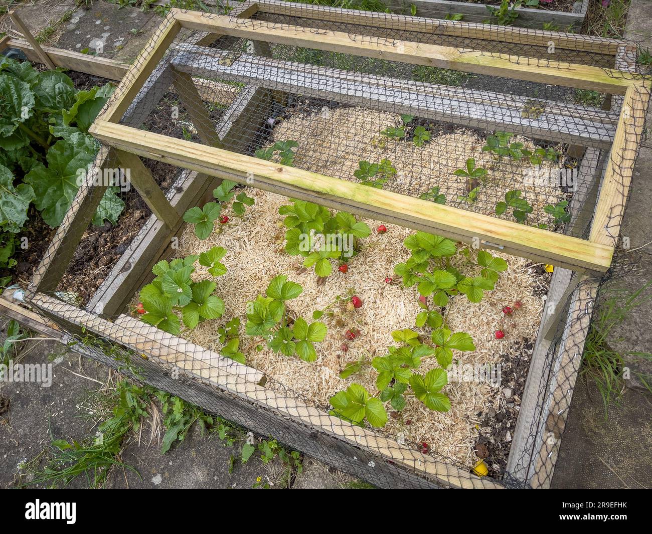 Reife Erdbeeren, die in einer hausgemachten Holz- und Netzglocke wachsen, um sie vor Vögeln und Insekten zu schützen. Stockfoto