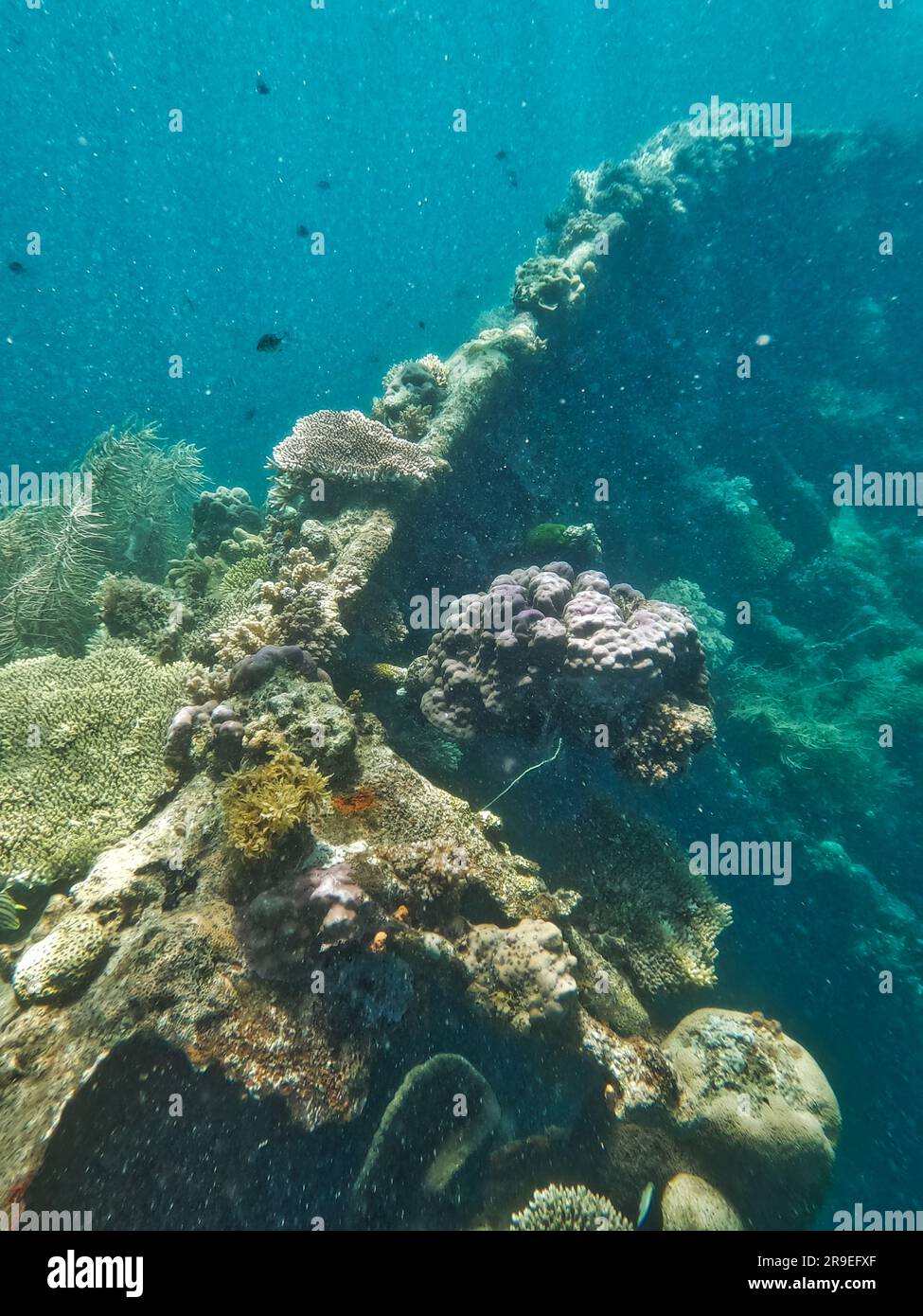 Japanisches Schiffswrack, Coron-Inseln, Palawan, Philippinen, Asien Stockfoto