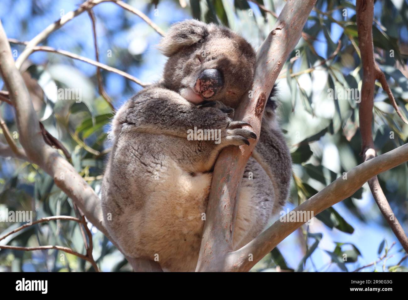 Kangaroo Island - Australien Stockfoto