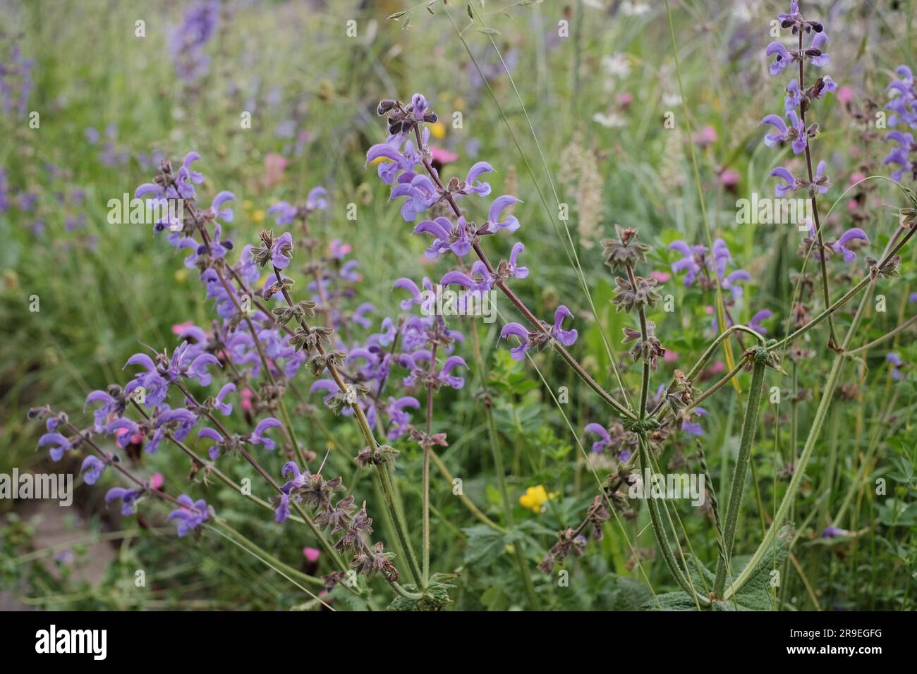 Frisch und gesund, grüner Salbei und Kräuter auf Holzhintergrund. Aromatische Zutaten für aromatisches Kochen. Stockfoto