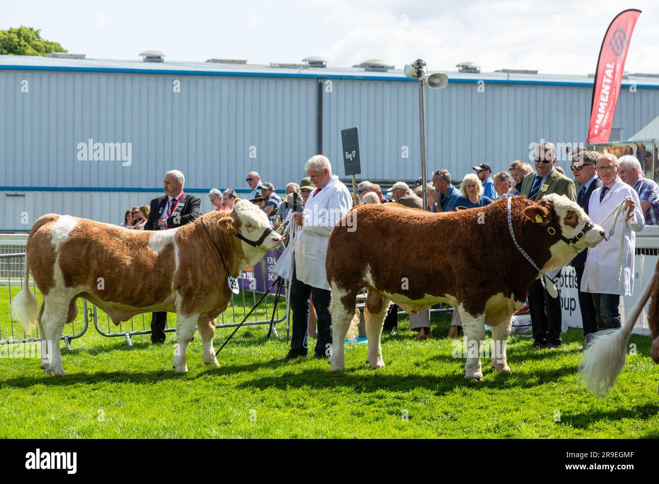 Stiere werden in einem Showring bei der Royal Highland Show in Schottland gezeigt Stockfoto
