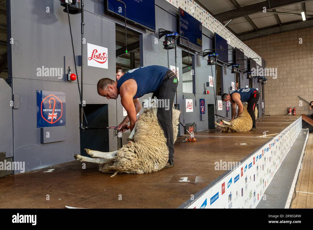 Schafscheren bei der Royal Highland Show, Ingliston, Edinburgh Stockfoto