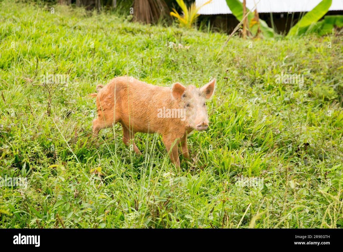 Hausschweine auf einem Bauernhof im peruanischen Dschungel. Stockfoto