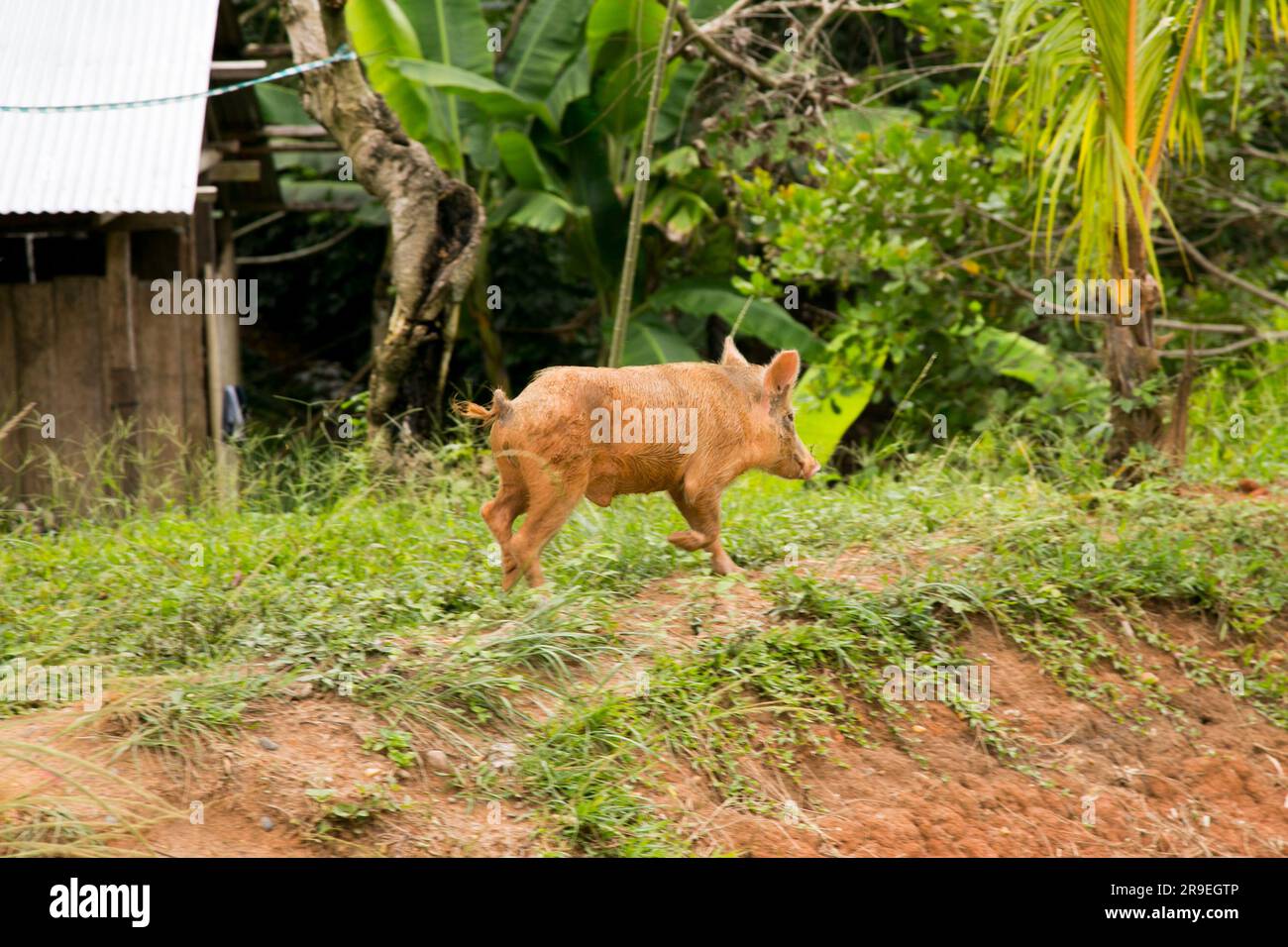 Hausschweine auf einem Bauernhof im peruanischen Dschungel. Stockfoto