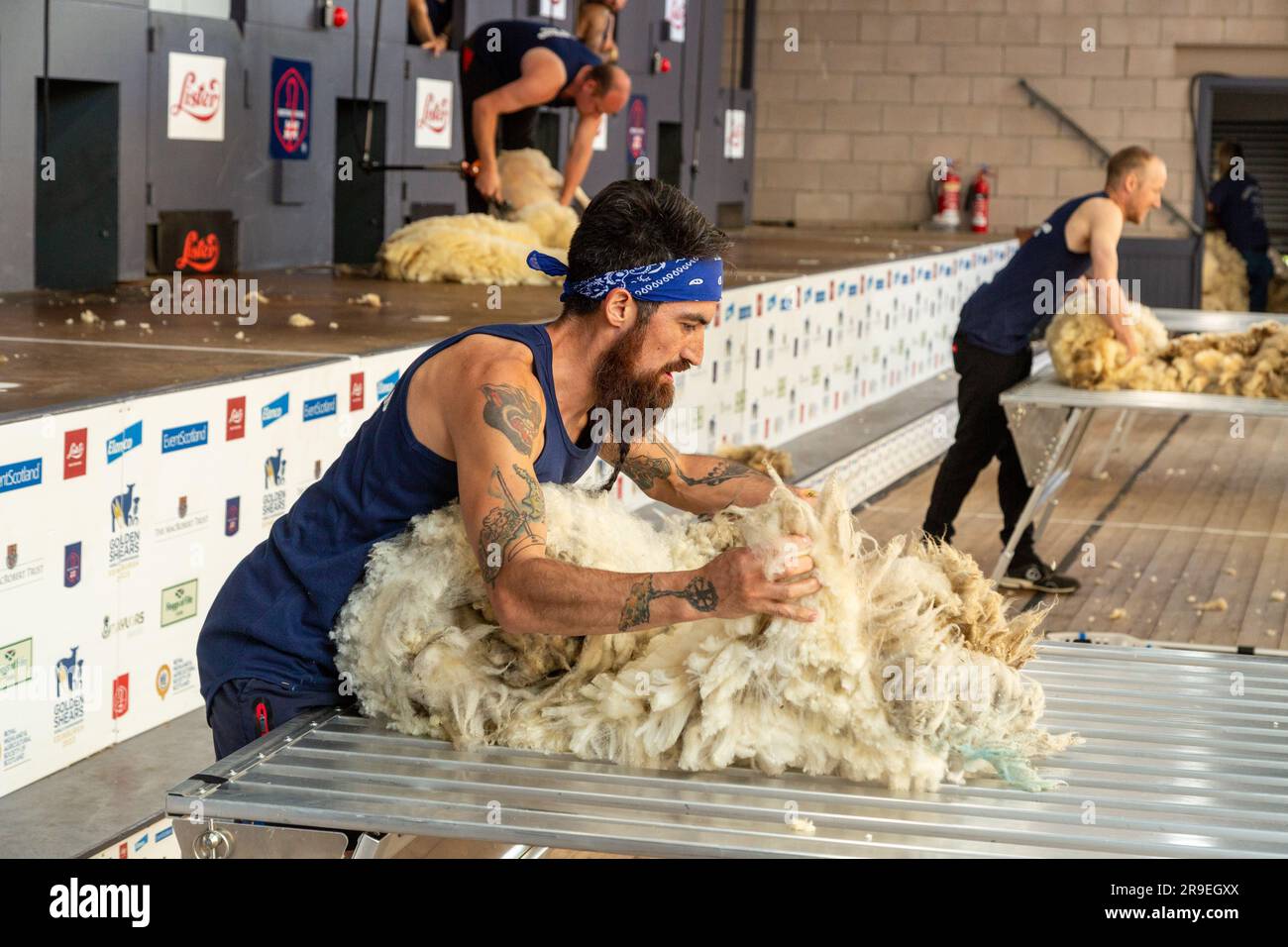 Wollhandhaberwettbewerb bei der Royal Highland Show, Schottland Stockfoto