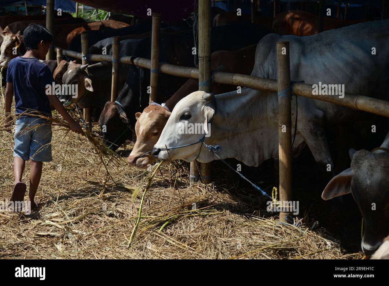 26. Juni 2023, Bogor, West-Java, Indonesien: Kinder füttern Kühe auf einem Viehmarkt vor dem muslimischen Festival von Eid al-Adha in Bogor, West-Java, Indonesien am 26. Juni 2023. Eid al-Adha ist der heiligste der beiden Moslems-Feiertage, die jedes Jahr gefeiert werden. Es ist die jährliche muslimische Pilgerfahrt (Hajj), um Mekka zu besuchen, den heiligsten Ort im Islam. Muslime schlachten ein Opfertier ab und teilten das Fleisch in drei Teile auf: Einen für die Familie, einen für Freunde und Verwandte und einen für die Armen und Bedürftigen. (Kreditbild: © Adriana Adie/ZUMA Press Wire) NUR REDAKTIONELLE VERWENDUNG! Nicht für den kommerziellen GEBRAUCH! Stockfoto