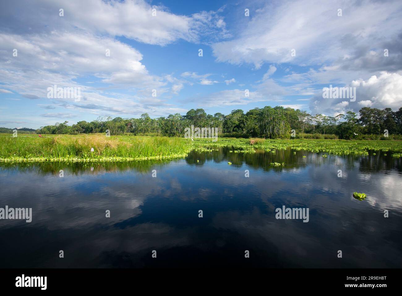 Blick vom Cuipari-See im peruanischen Dschungel. Stockfoto