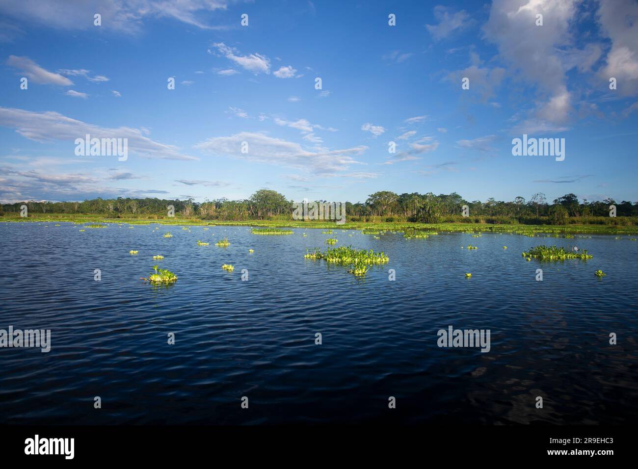 Blick vom Cuipari-See im peruanischen Dschungel. Stockfoto