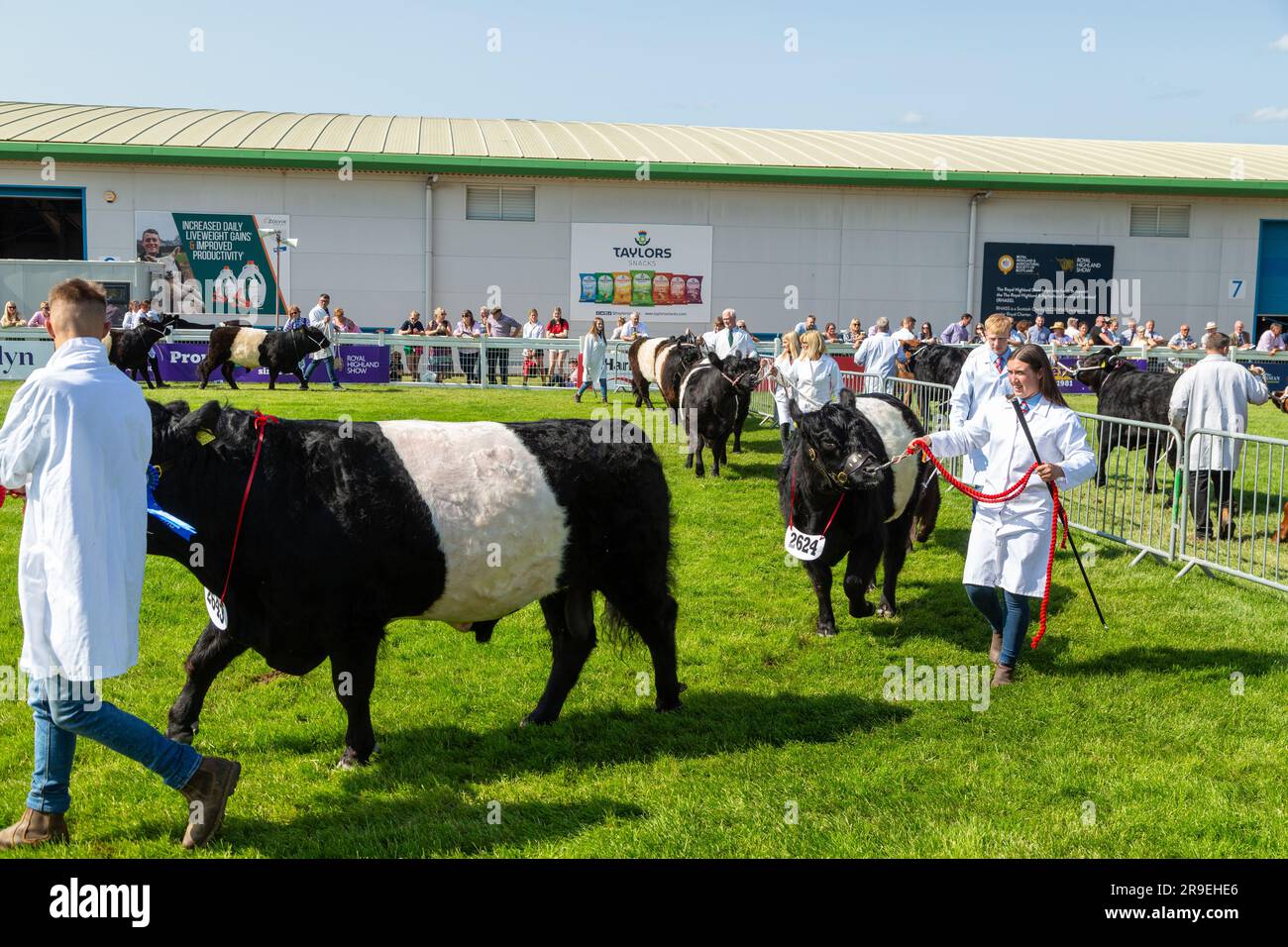 Belted galloway wird auf der Royal Highland Show in Schottland gezeigt Stockfoto