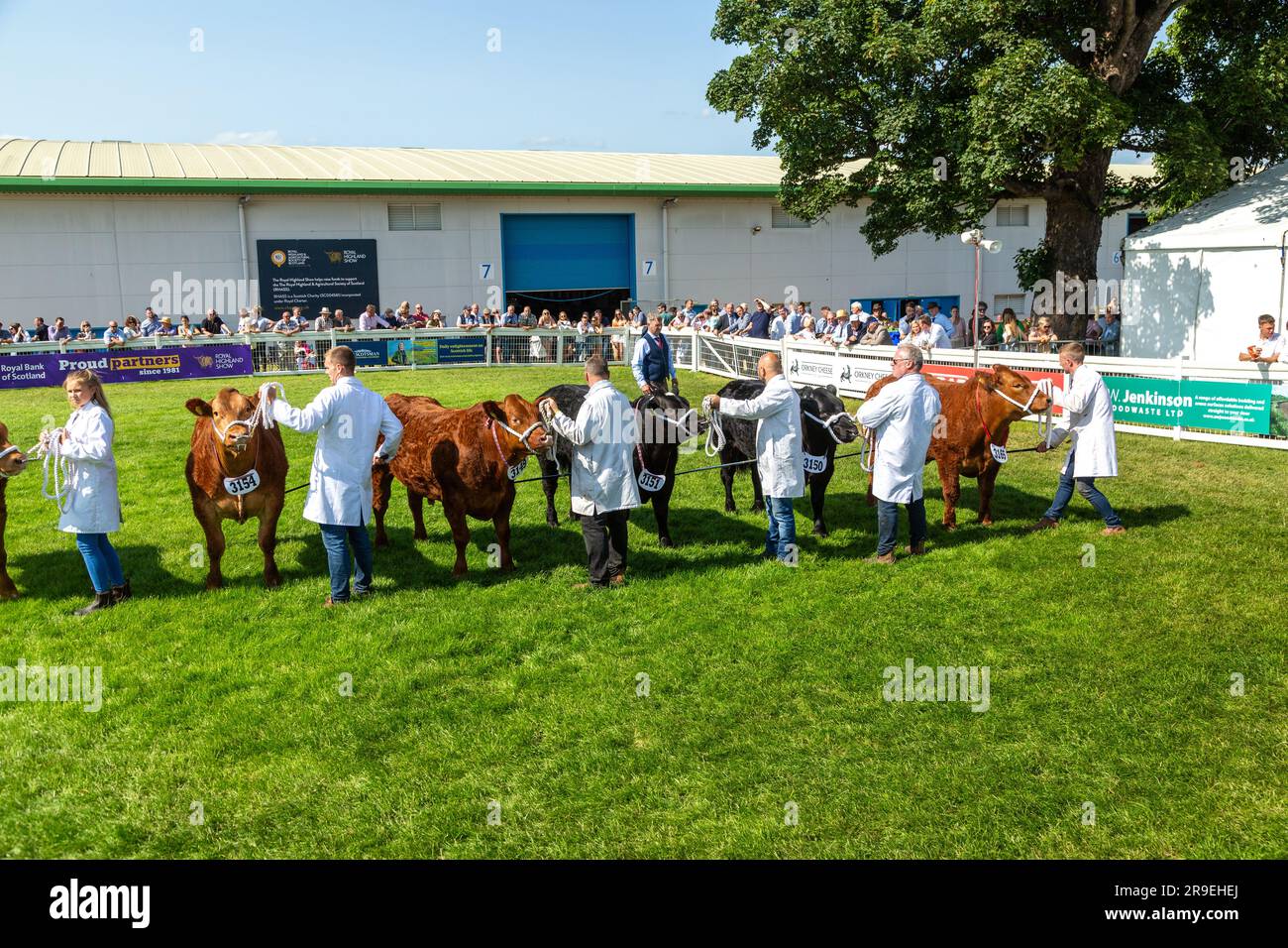 Rinder werden auf der Royal Highland Show in Schottland gezeigt Stockfoto