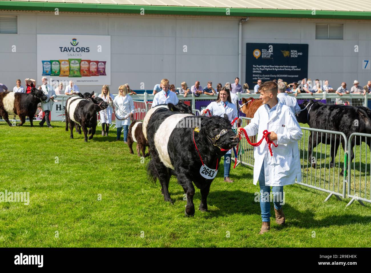 Belted galloway wird auf der Royal Highland Show in Schottland gezeigt Stockfoto