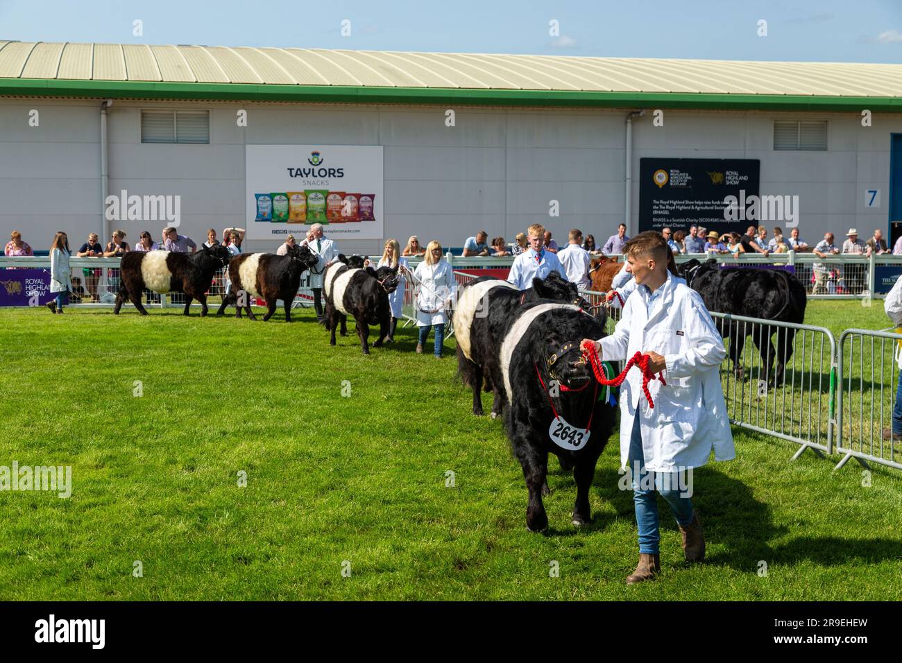 Belted galloway wird auf der Royal Highland Show in Schottland gezeigt Stockfoto