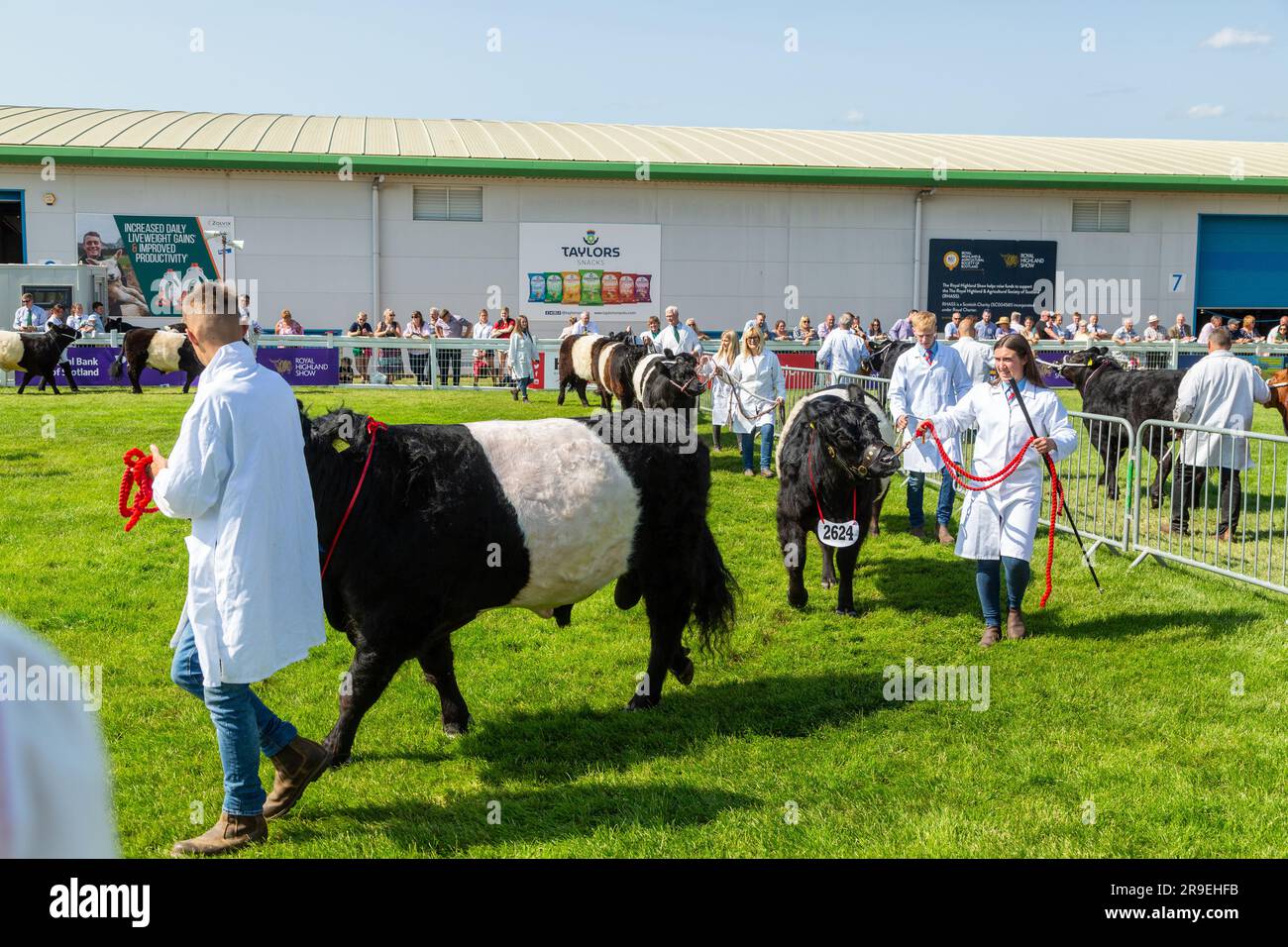 Belted galloway wird auf der Royal Highland Show in Schottland gezeigt Stockfoto