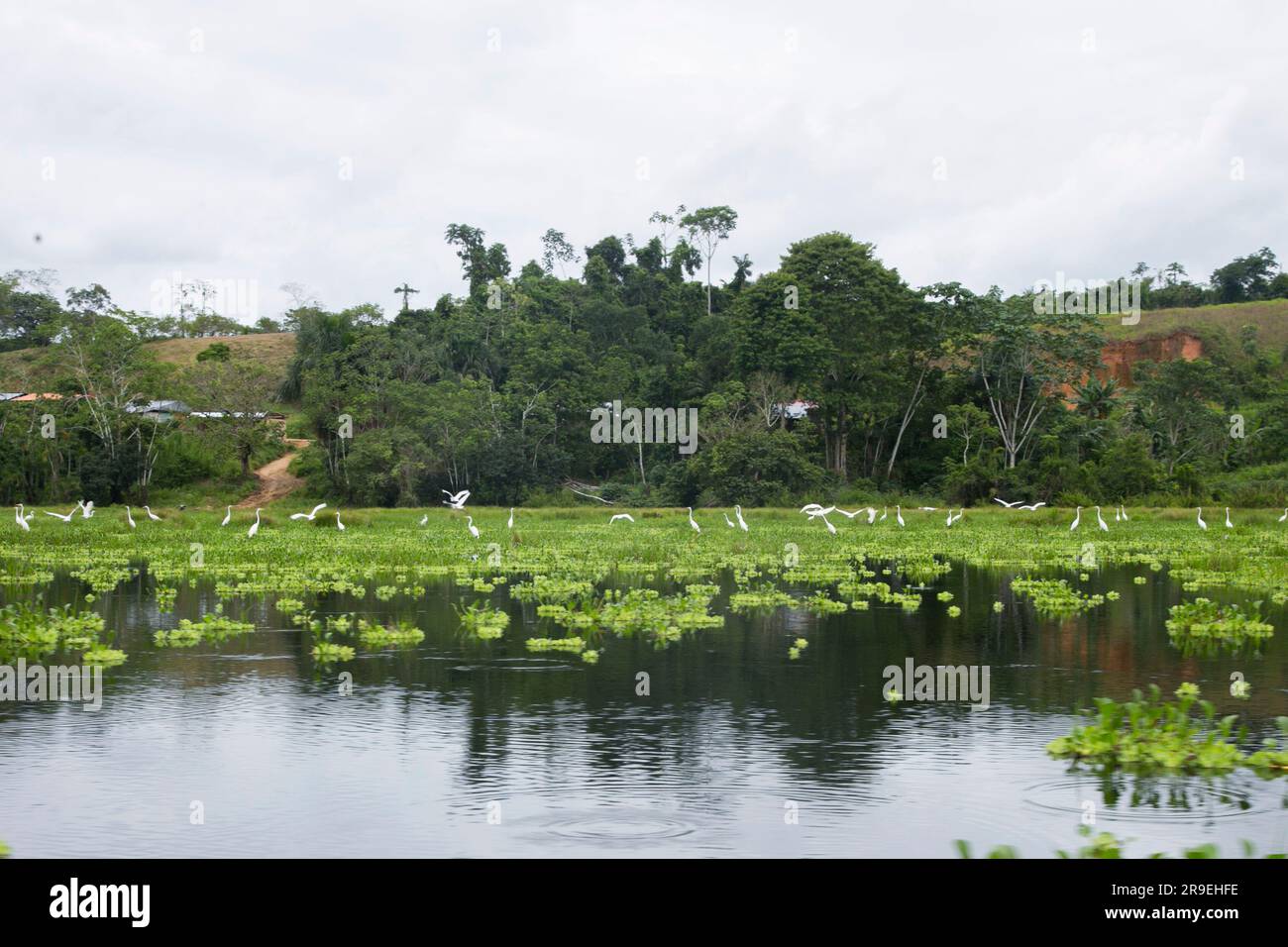 Blick vom Cuipari-See im peruanischen Dschungel. Stockfoto