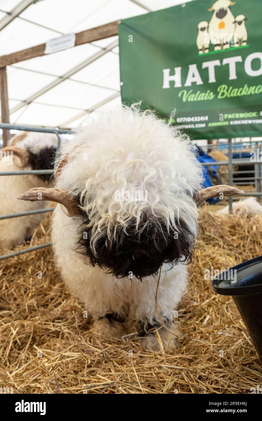 Walais Blacknose Sheep bei der Royal Highland Show, Edinburgh, Schottland Stockfoto