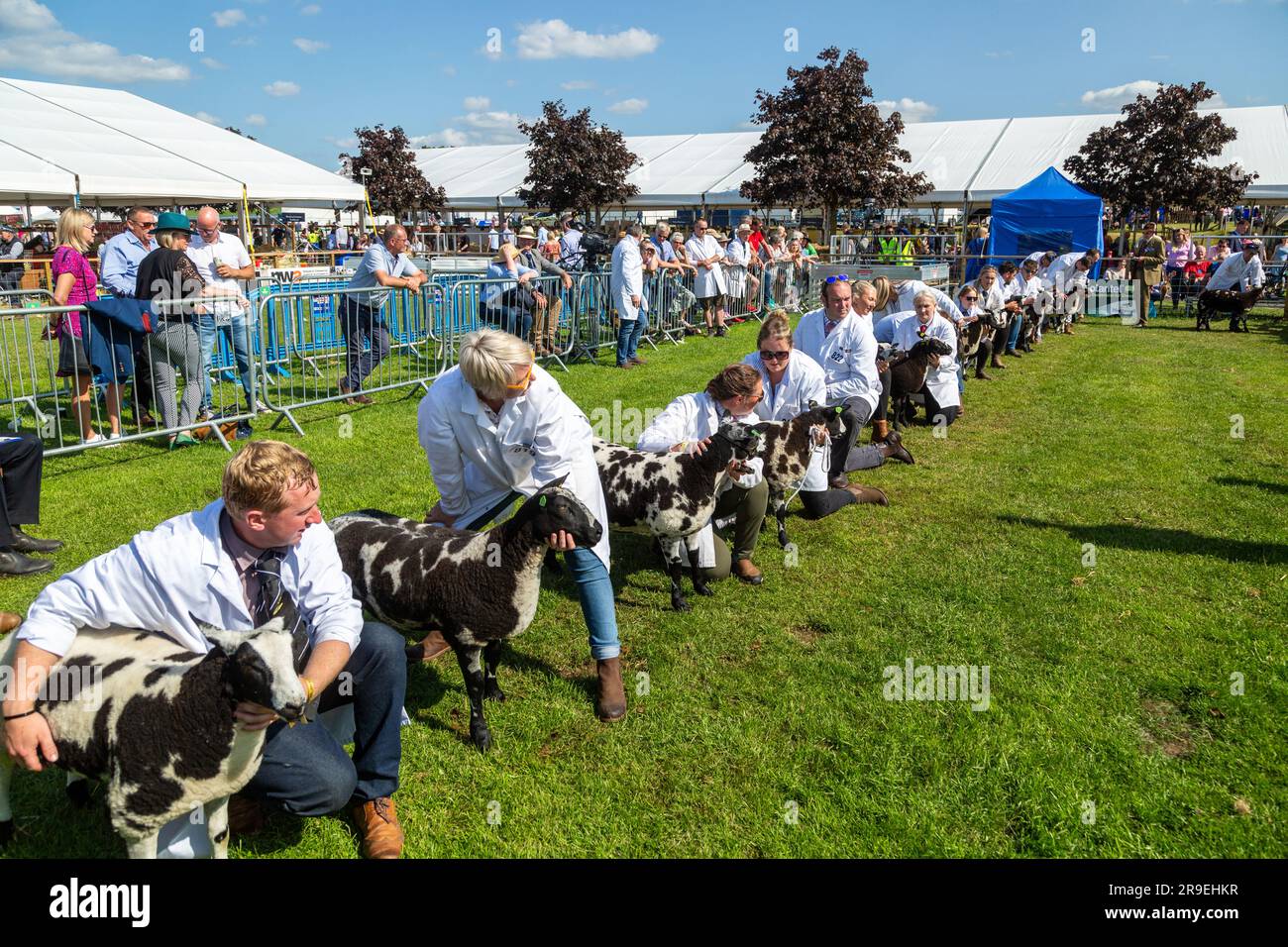 Schafe, die in einem Schauring bei der Royal Highland Show in Schottland gezeigt und beurteilt werden Stockfoto