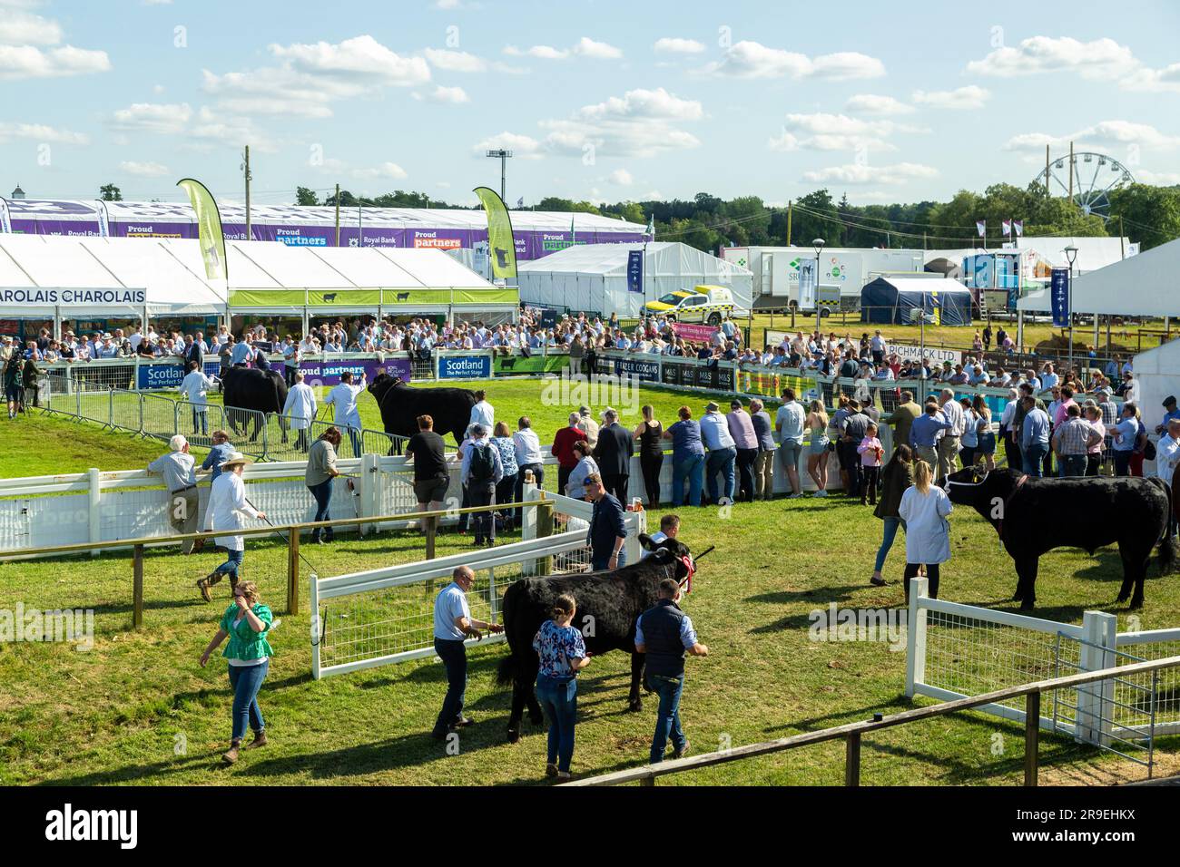 Stiere werden in einem Showring bei der Royal Highland Show in Schottland gezeigt Stockfoto